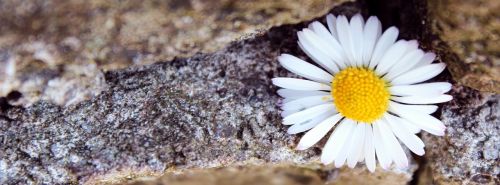 daisy stone stone wall