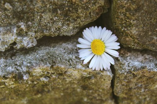 daisy stone stone wall