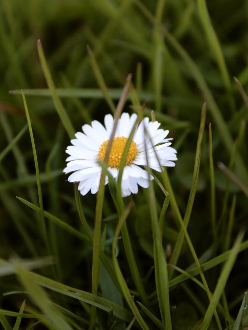daisy meadow bloom