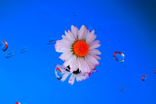 daisy mirror water