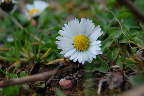 daisy flower macro