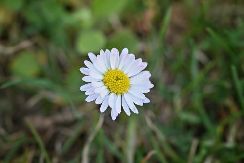 daisy flower white