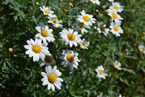 daisy flowers white