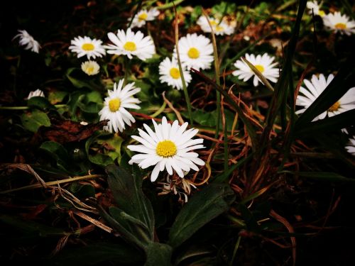 daisy flower blossom