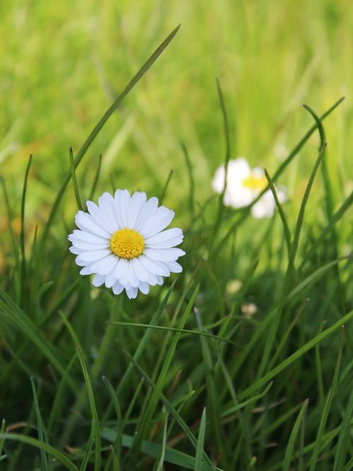 daisy grass meadow