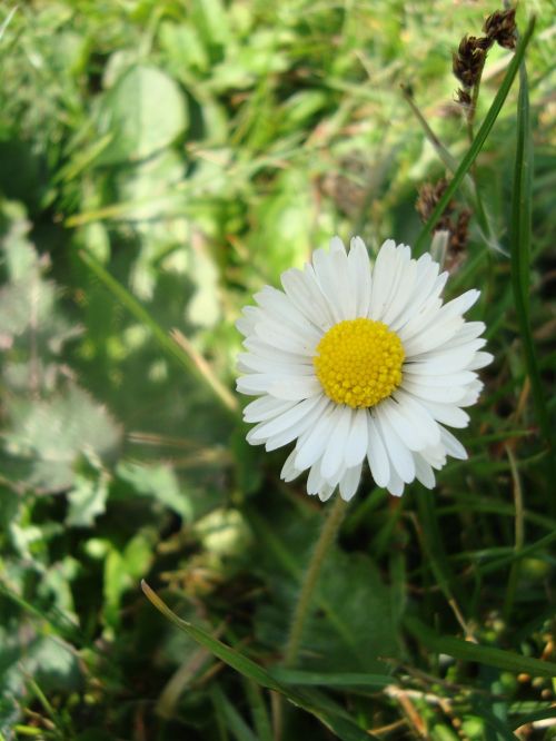 daisy flowers meadow