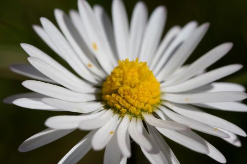 daisy flower garden