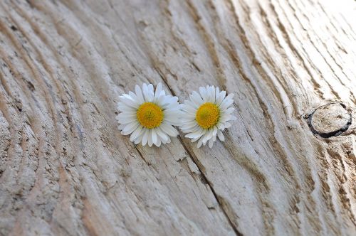 daisy pair white