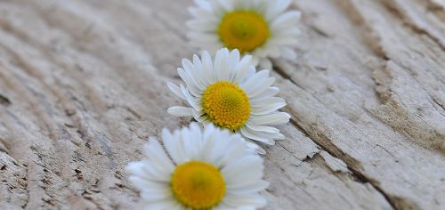 daisy flowers white