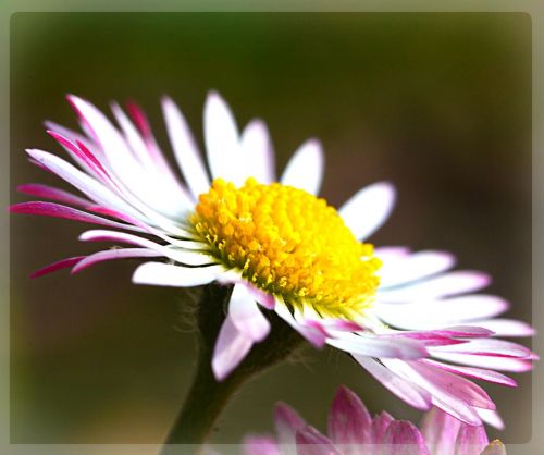 daisy flower spring