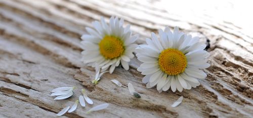 daisy flowers pointed flower