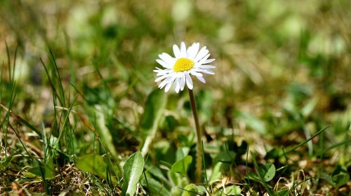 daisy pointed flower flower