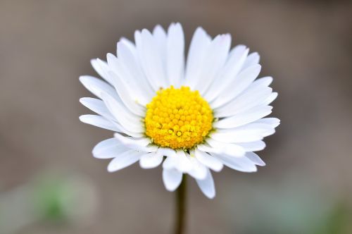 daisy flower pointed flower
