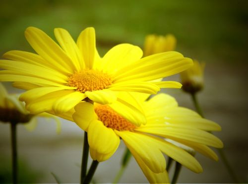 daisy flower sp