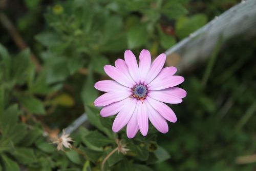 daisy purple flowers