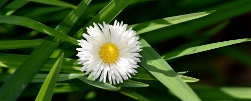 daisy blossom bloom