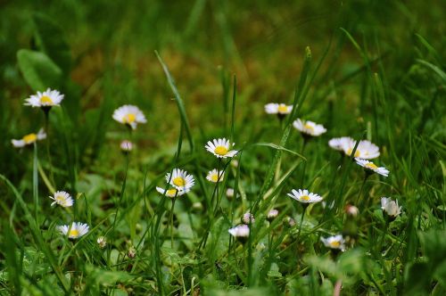 daisy meadow garden
