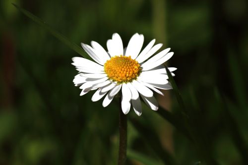 daisy blossom bloom