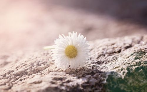 daisy flower white-yellow