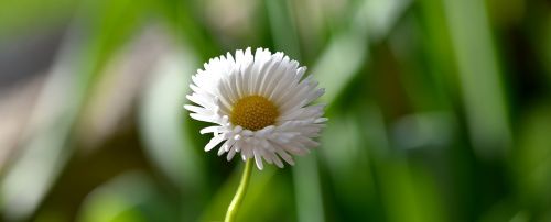 daisy pointed flower flower