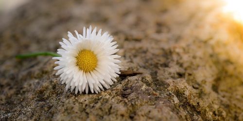 daisy flower pointed flower