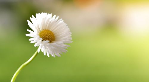 daisy flower pointed flower