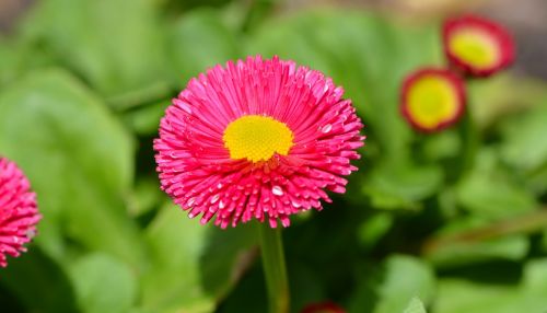 daisy spring flower blossom