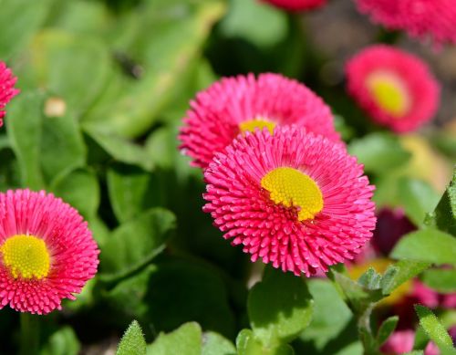 daisy spring flower blossom