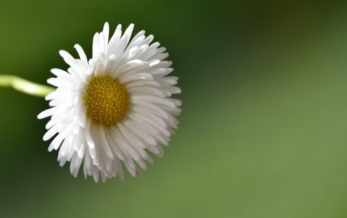 daisy pointed flower white
