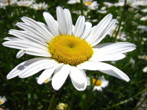 daisy garden flower