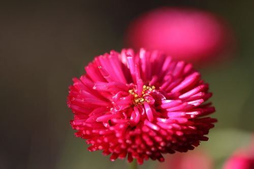 daisy bellis annua red