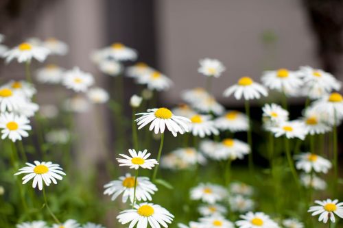 daisy flowers bee