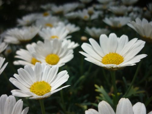 daisy flower garden