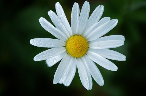daisy flower natur