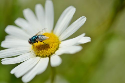 daisy insect flower