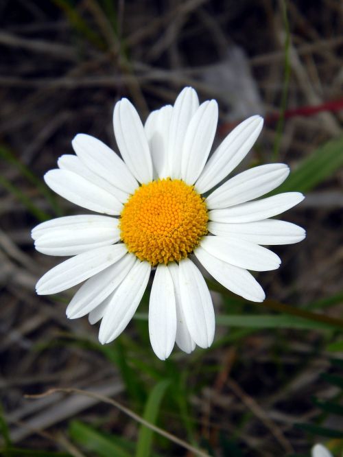 daisy summer flower