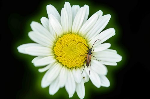 daisy animal flower