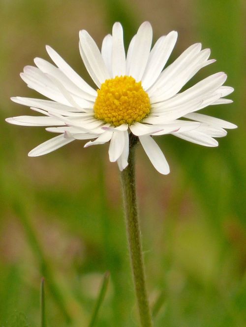 daisy blossom bloom