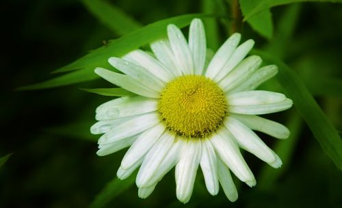 daisy flower nature