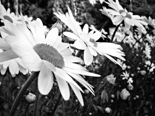 daisy daisies white