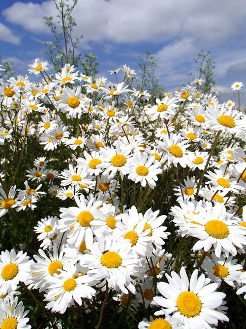 daisy flowers summer flowers