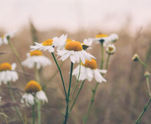 daisy daisies flowers