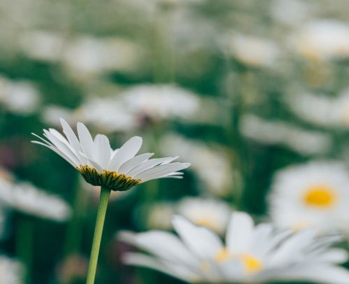 daisy daisies flowers