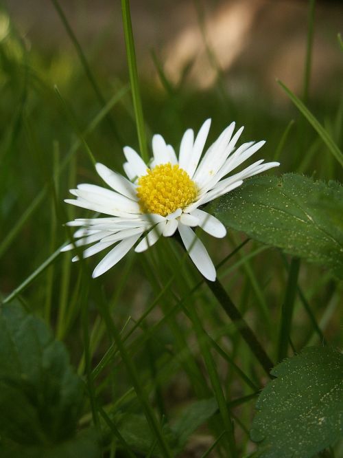 daisy flower