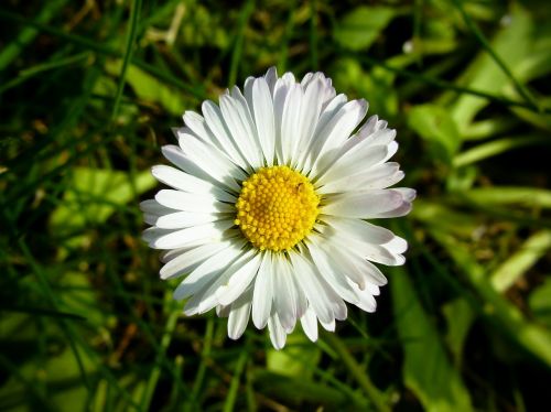 daisy flower white