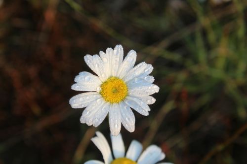 daisy nature flower