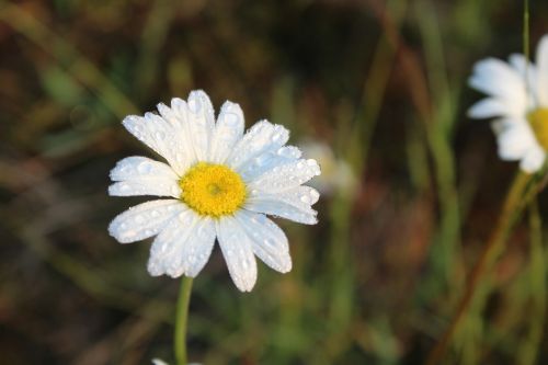 daisy nature flower