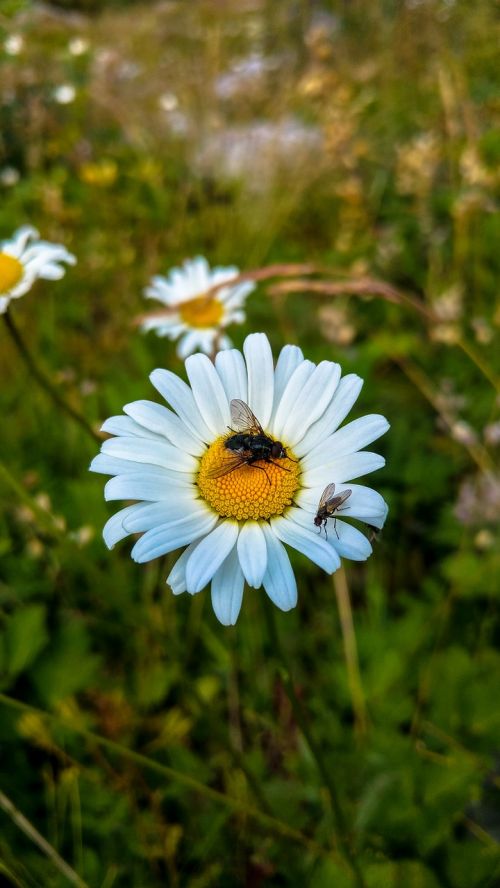 daisy fly flower