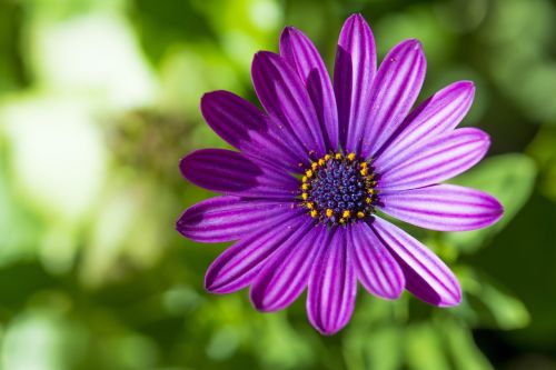 daisy purple flower purple