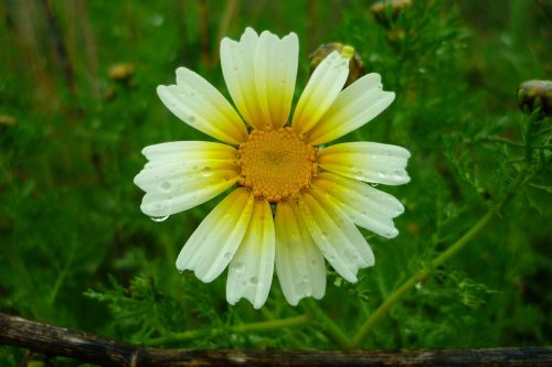 daisy field rain